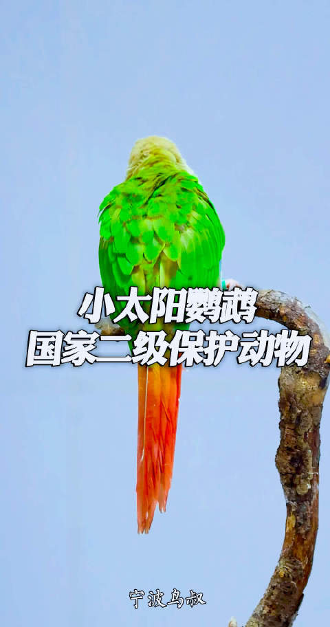 鸟叔直播间： 慈溪野保救助一只国家二级保护动物“小太阳”鹦鹉…