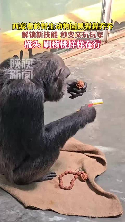 黑猩猩盘串走红后又开始盘核桃