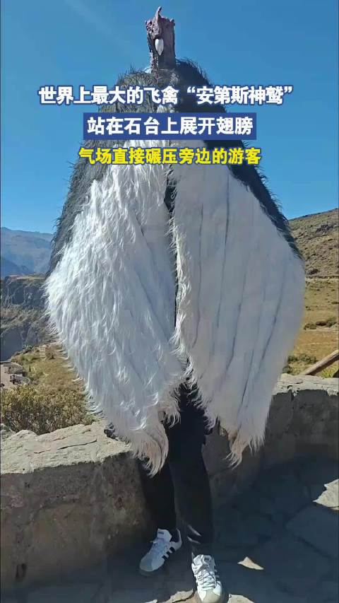 安第斯神鹫展翅气场碾压游客，网友惊叹如神雕侠侣大雕写实