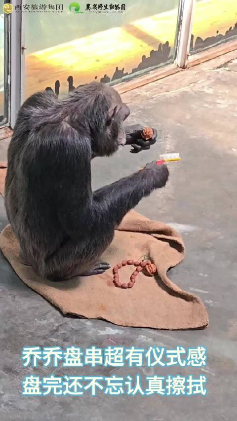 黑猩猩乔乔盘串后续，认真擦拭手串仪式感拉满
