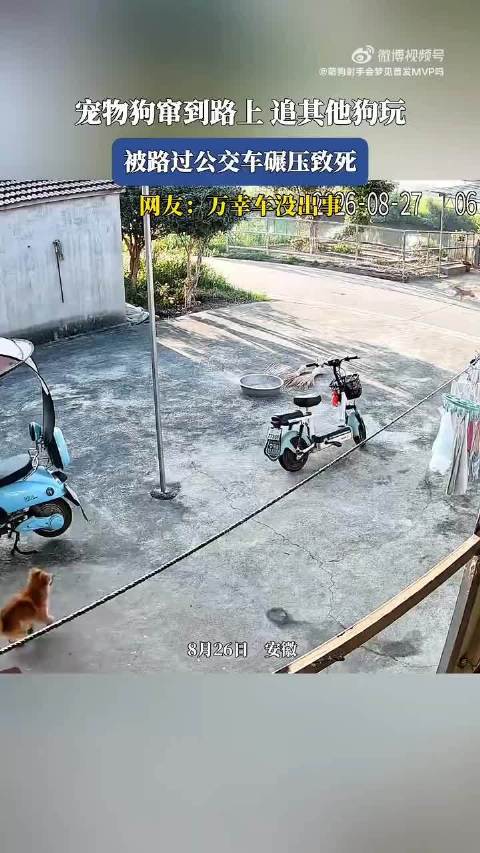 宠物狗未栓绳窜马路追狗被公交车碾压致死