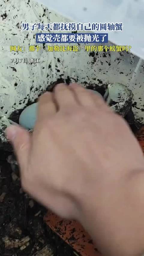 男子每日抚摸圆轴蟹，壳被抛光网友联想加勒比海盗