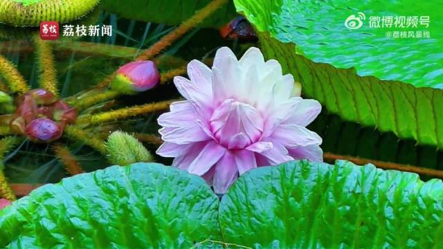 延时看王莲绽放惊艳瞬间