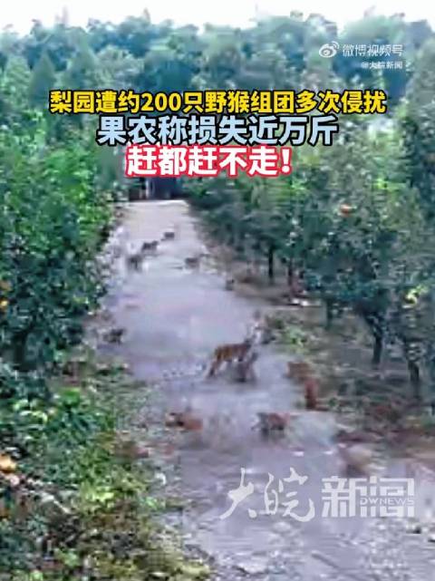 200只野猴下山闯梨园，果农损失近万斤
