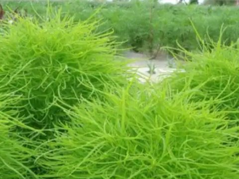 1种野草像“绿球”,被称为“地麦”,以往野地里常见,如今珍贵 1种野草像“绿球”,被称为“地麦”,以往野地里常见,如今珍贵