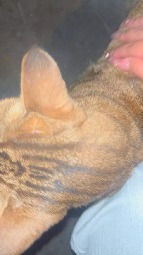 谁不喜欢咕噜噜黏人小猫