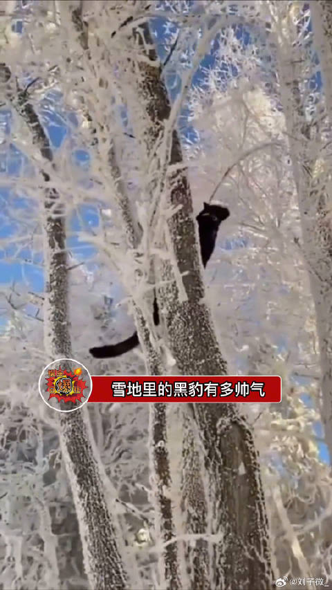 雪地里的黑豹有多帅气，这就是丛林王者吗？