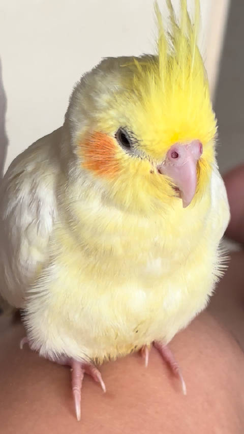 我的小鸟可爱嘛