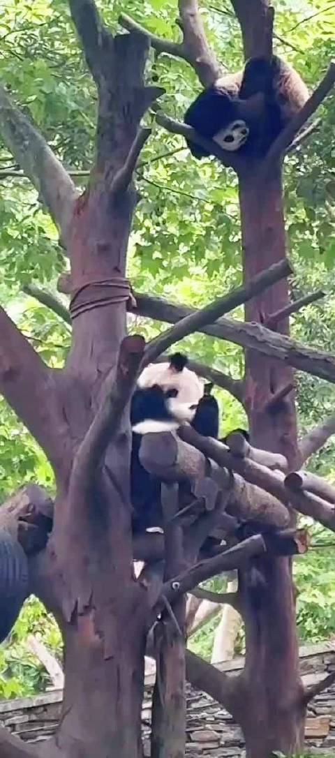 260904 喜琳在树上看妈妈吸兰章哥哥