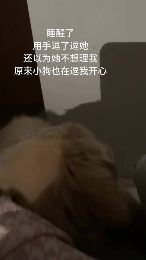 当你打扰到狗子时金毛幼犬
