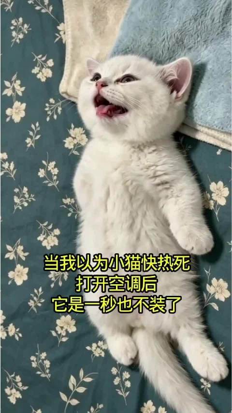 猫咪界有自己的奥斯卡