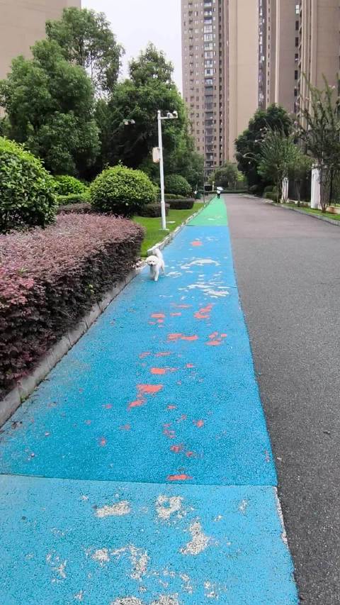 蓝色步道蜿蜒园区，漫步自然感受宁静