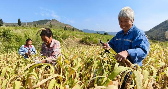 河南渑池：高山谷子进入收割季