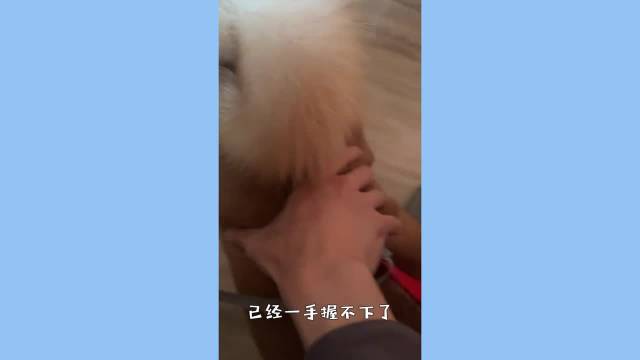 张真源摸头握手捏呼安肚子，互动亲密