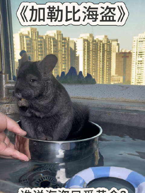 加勒比海盗之龙猫版
