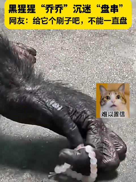 饲养员回应黑猩猩沉迷盘手串：手法跟人简直一模一样