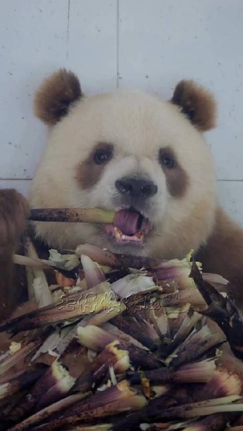 七仔仔又有笋笋可以吃啦，这味道真的太香了！ 秦岭棕色大熊猫七仔