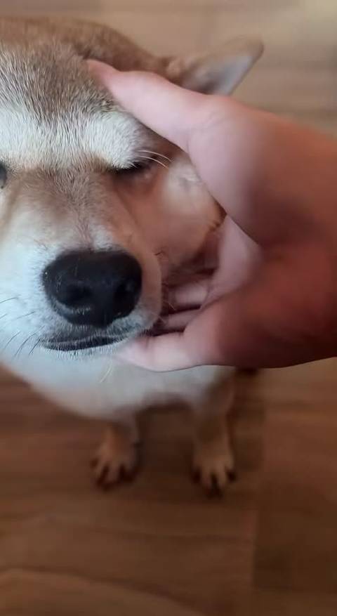 小呼安你现在咋这么乖呀，看的我心软软