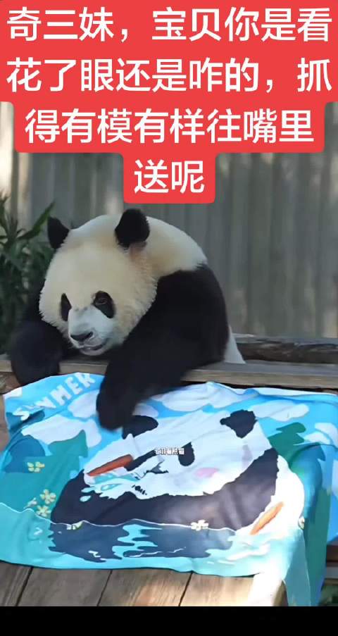 大熊猫奇三妹搞笑动作被赞值得奥斯卡小金人