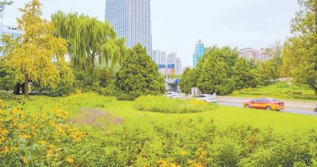不一味追捧精致 让野性之美走进城市——80种野花今年进公园“上班” 不一味追捧精致 让野性之美走进城市——80种野花今年进公园“上班”