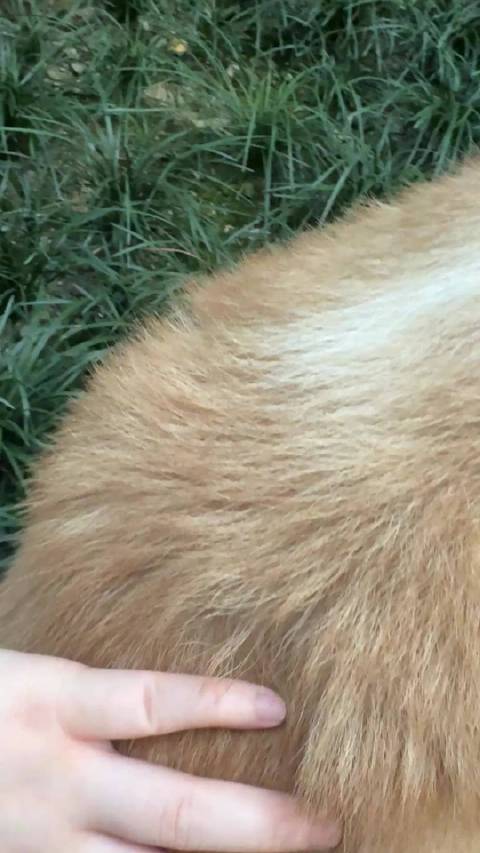 我家大黄是根本抓不住背