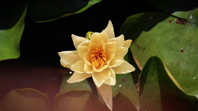 睡莲绽放好惊艳