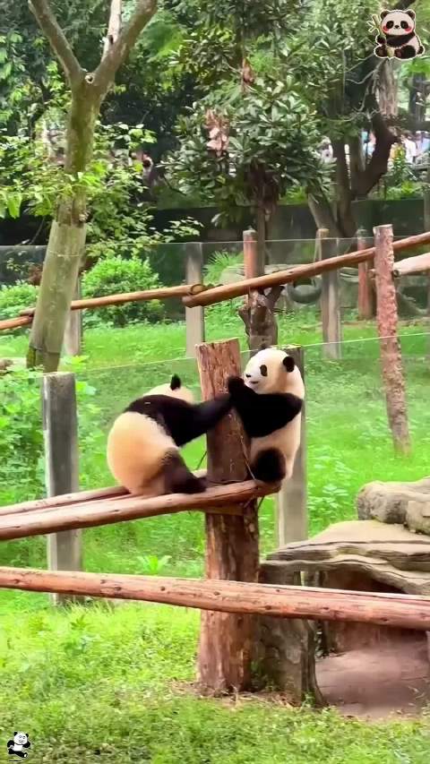 萌宠：难道这就是传说中的功夫熊猫吗？又萌又可爱啊！