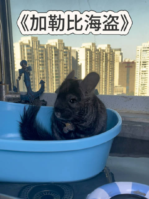 怎么会有这么会游泳的鼠鼠呀