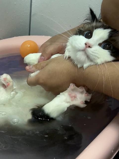多猫之家 多特思 多特思鱼油猫条 猫咪掉毛 鱼油猫条 主食猫条精选
