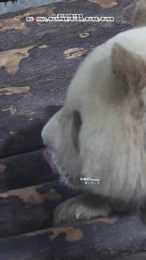 睡觉都还在舔舌头回味盆盆奶的仔仔