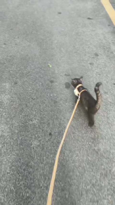 邢總休息溜狗我休息溜猫