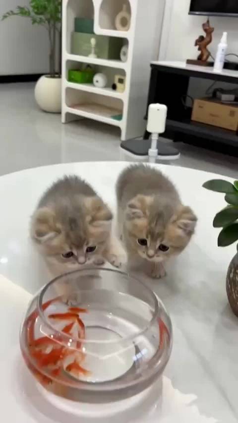 怎么样我厉害吧，鱼：我惹谁了