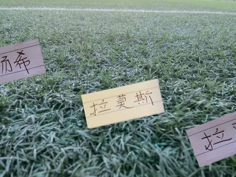 本赛季上海双雄+御林军最成功引援 海港是杨希 申花是拉唐