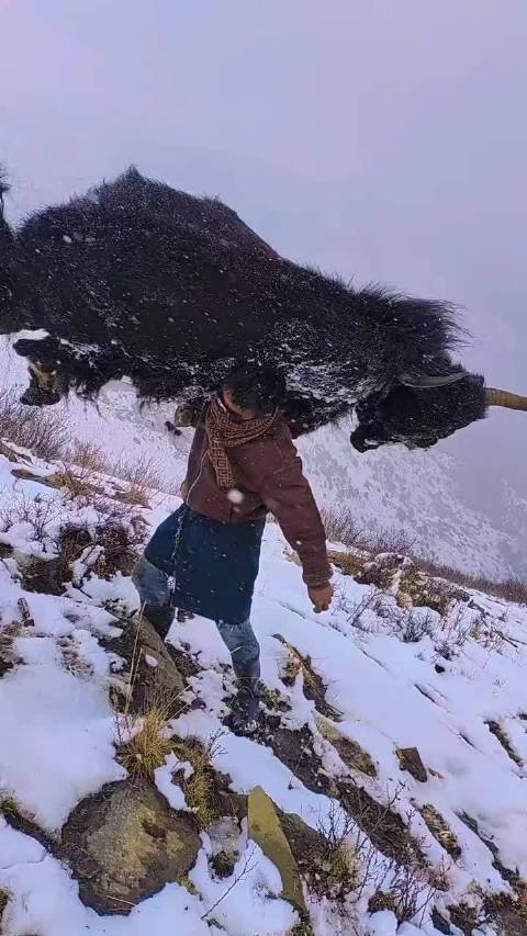 高海拔单手抗耗牛简直超人！ 这就算是风干饿死的也得150㎏吧？
