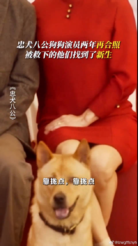 两年前导演选择改变八筒命运，流浪狗命运未变