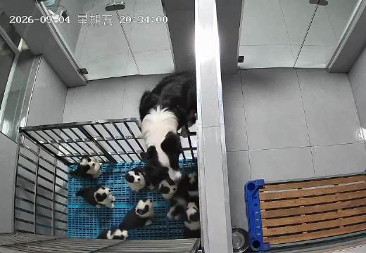 越狱出门还不忘记喂奶
