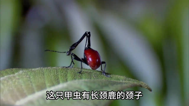 1.23 动物世界： 这只甲虫有长颈鹿颈子！