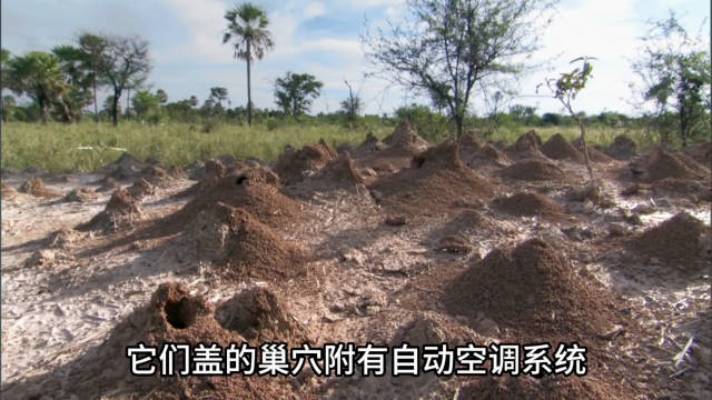 1.33 动物世界： 小蚂蚁的房子， 设计的自带通风口真厉害！