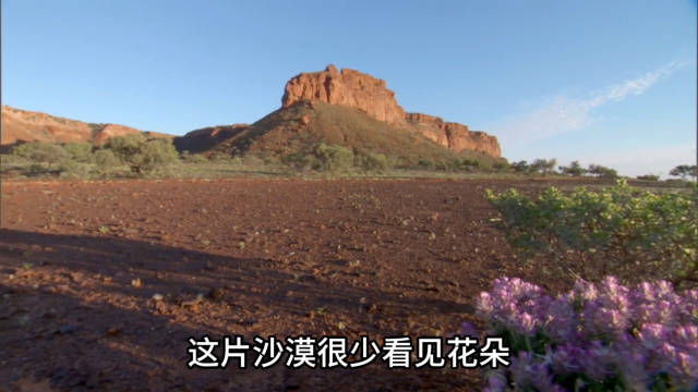 1.27 动物世界： 沙漠里的小蜜蜂， 是不是很难采蜜， 沙漠里花很少见呀！