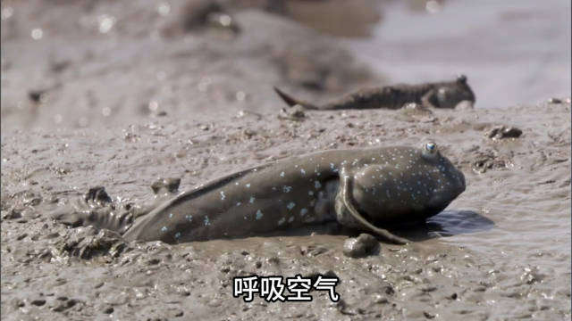 2.23 动物世界: 这个滩涂鱼浑身上下都是泥巴！