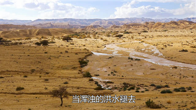 洪水褪去，沙漠也会开出漫天繁花 熬过大风大浪，终会迎来属于自己的花期