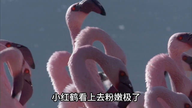 2.19 动物世界: 好粉嫩的小红鹤！