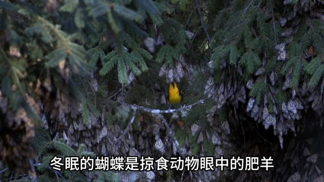 2.3 动物世界： 蝴蝶竟然还冬眠呢！