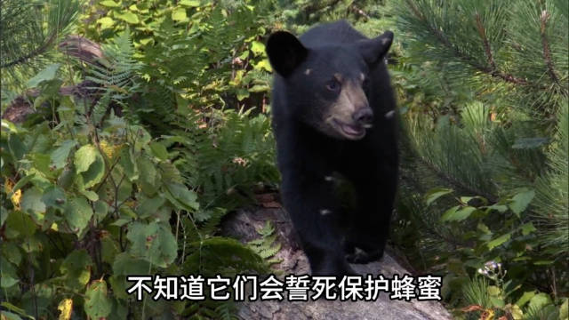 2.13 动物世界： 这个小黑熊很爱吃甜食！