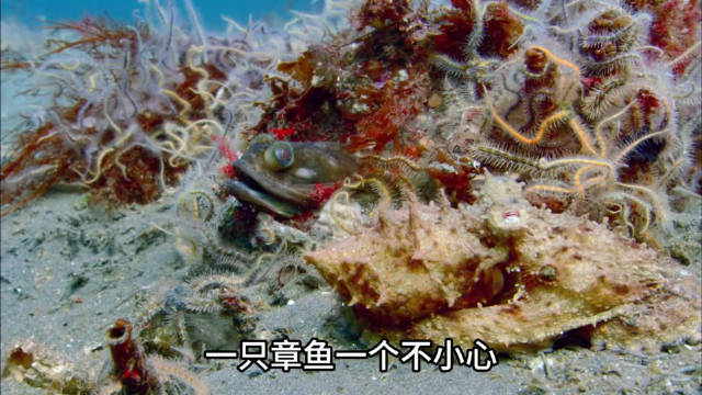 2.21 动物世界: 章鱼真是张牙舞爪！