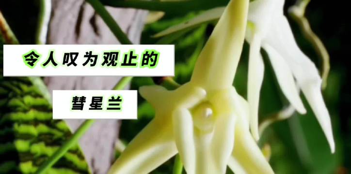 达尔文预言成真，超长口器蛾百年后现身