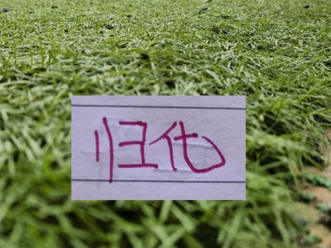 北京国安引进前归化球员！李可 能在申花续约？