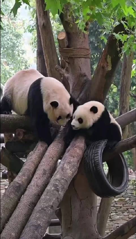 乔乔：呼叫老徐，这熊孩子谁爱管谁管？
