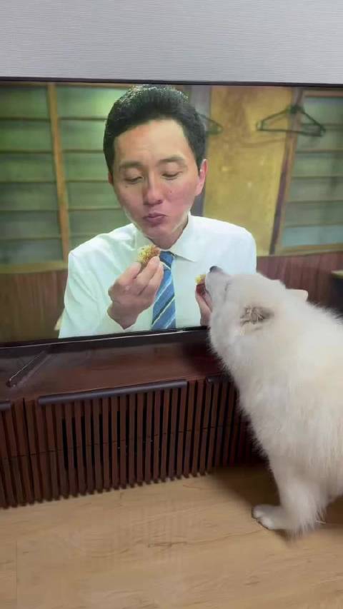 狗子看日剧《孤独的美食家》