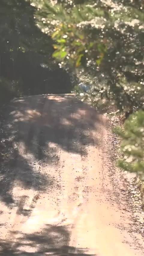 WRC智利拉力赛丰田GR车队一二带回，索尔伯格领跑埃文斯次席